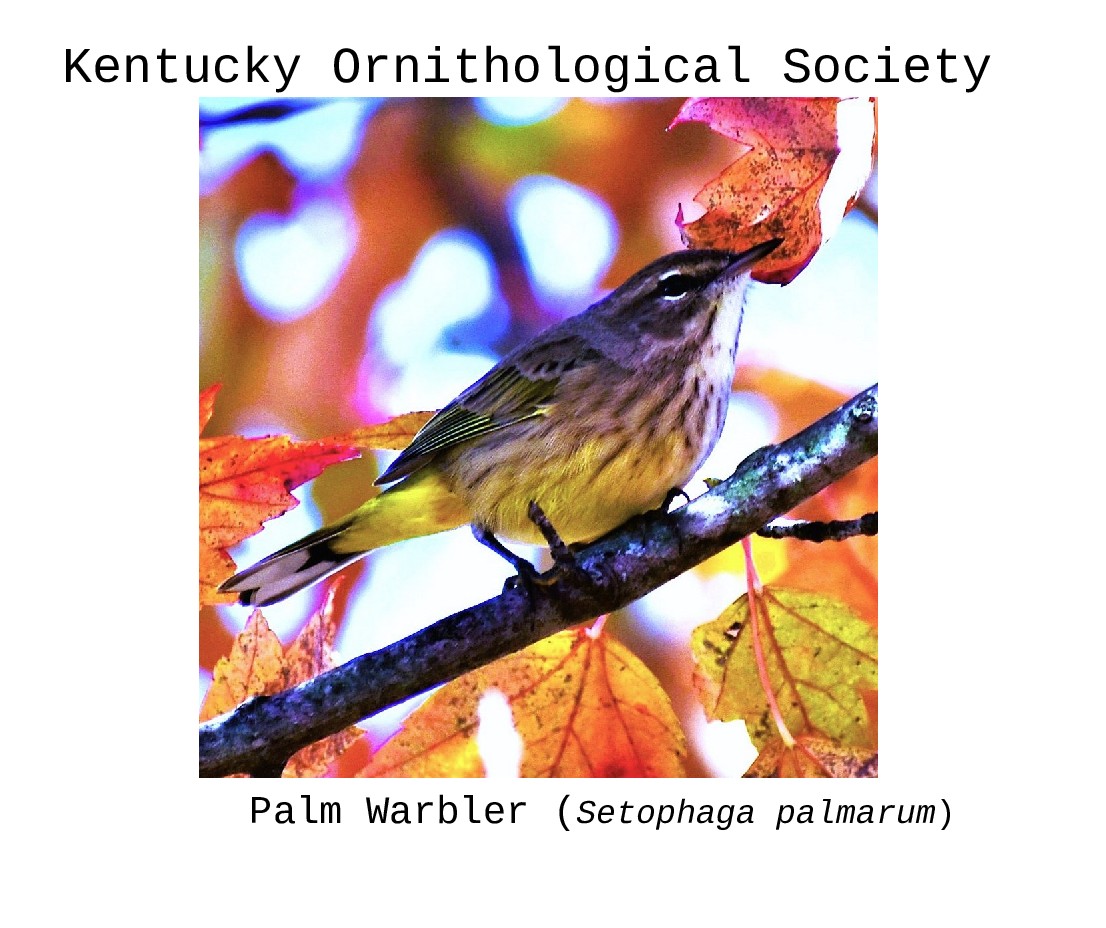 Palm Warbler - Ed Leathers