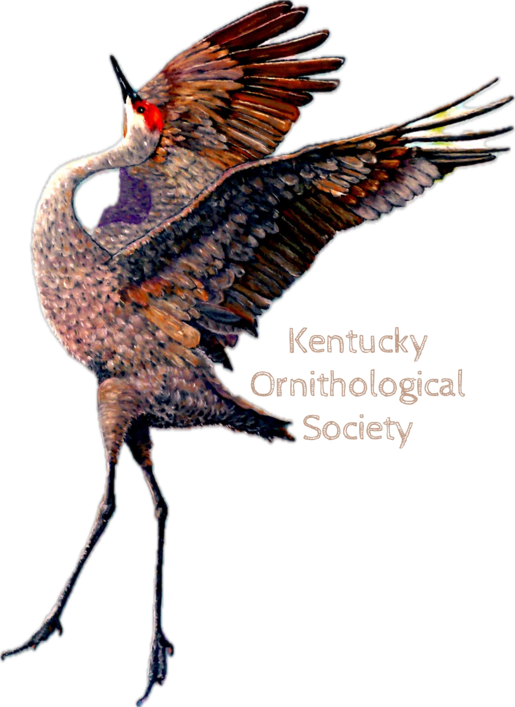 Crane - Lynn Buckman