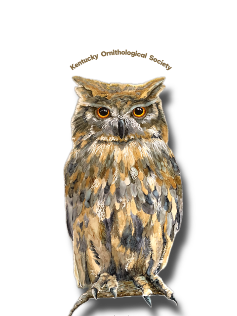 Owl - Lynn Buckman