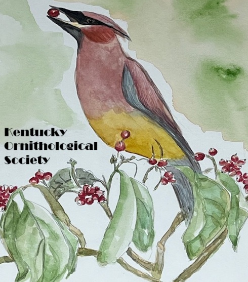 Cedar Waxwing - Terri Friel