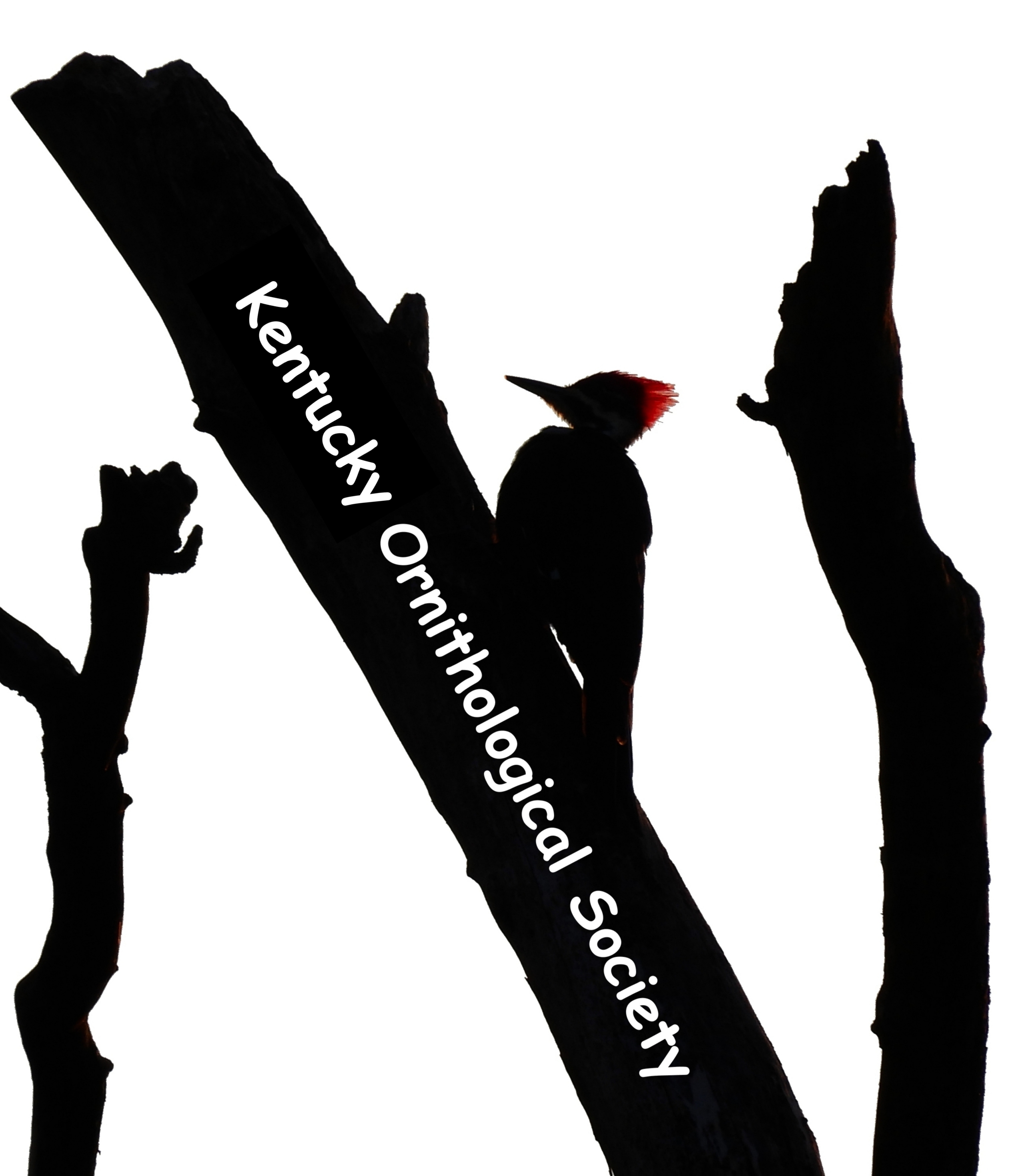 Pileated Woodpecker - Fred Fahmy