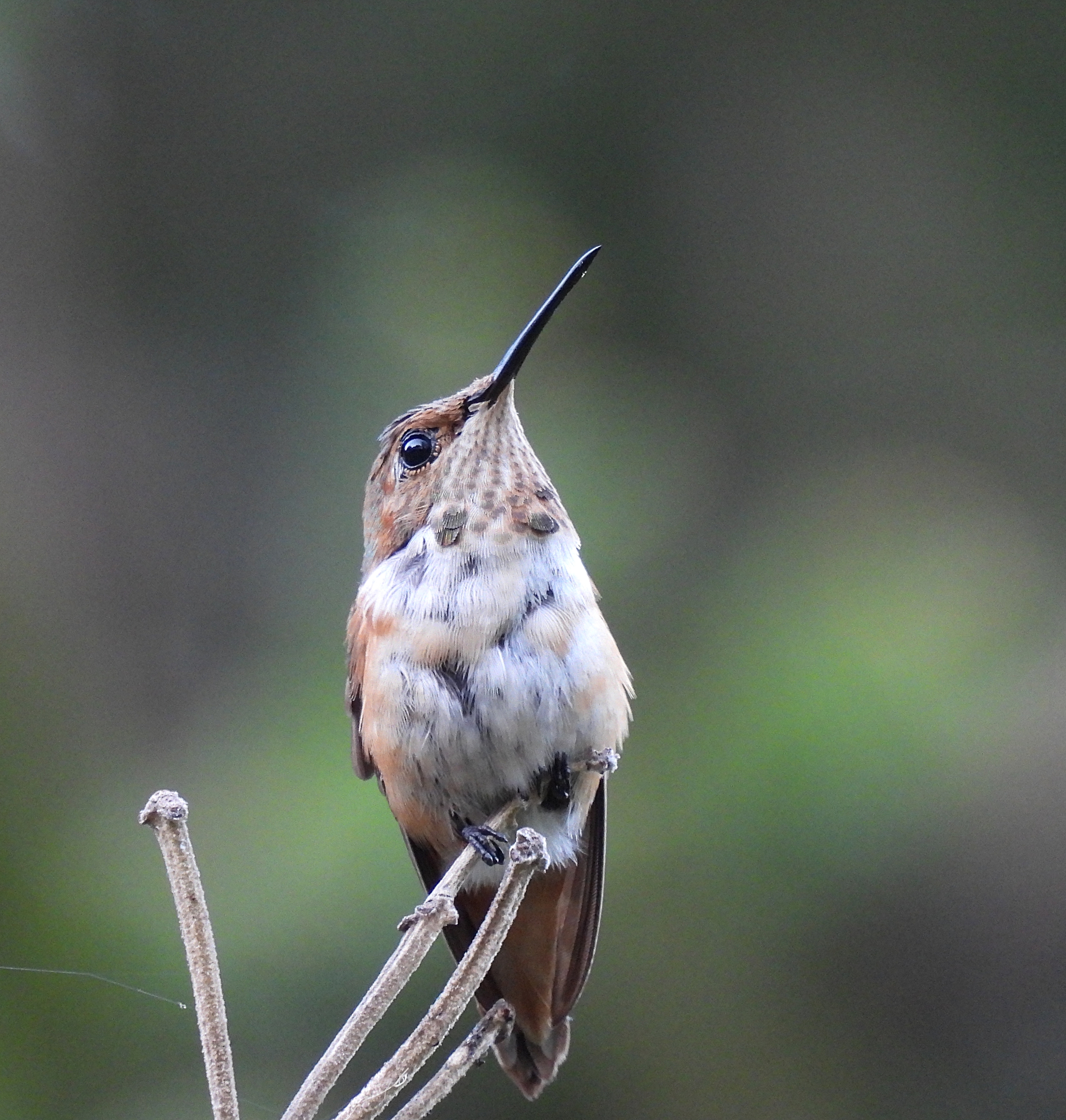 Allen's 
						Hummingbird - Roseanna Denton