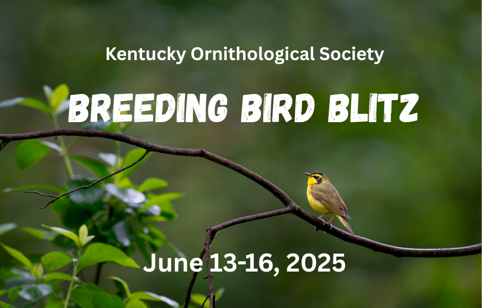 Breeding Bird Blitz 2025