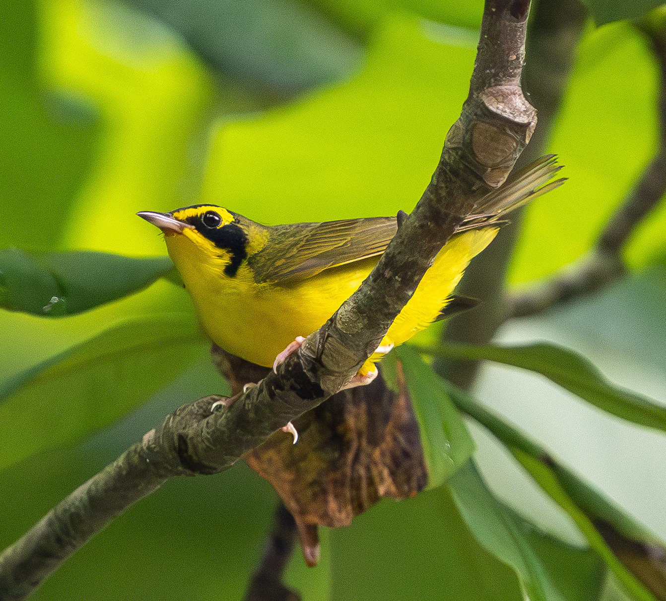 Kentucky Warbler - Brad Everhart - 6/15/2025
