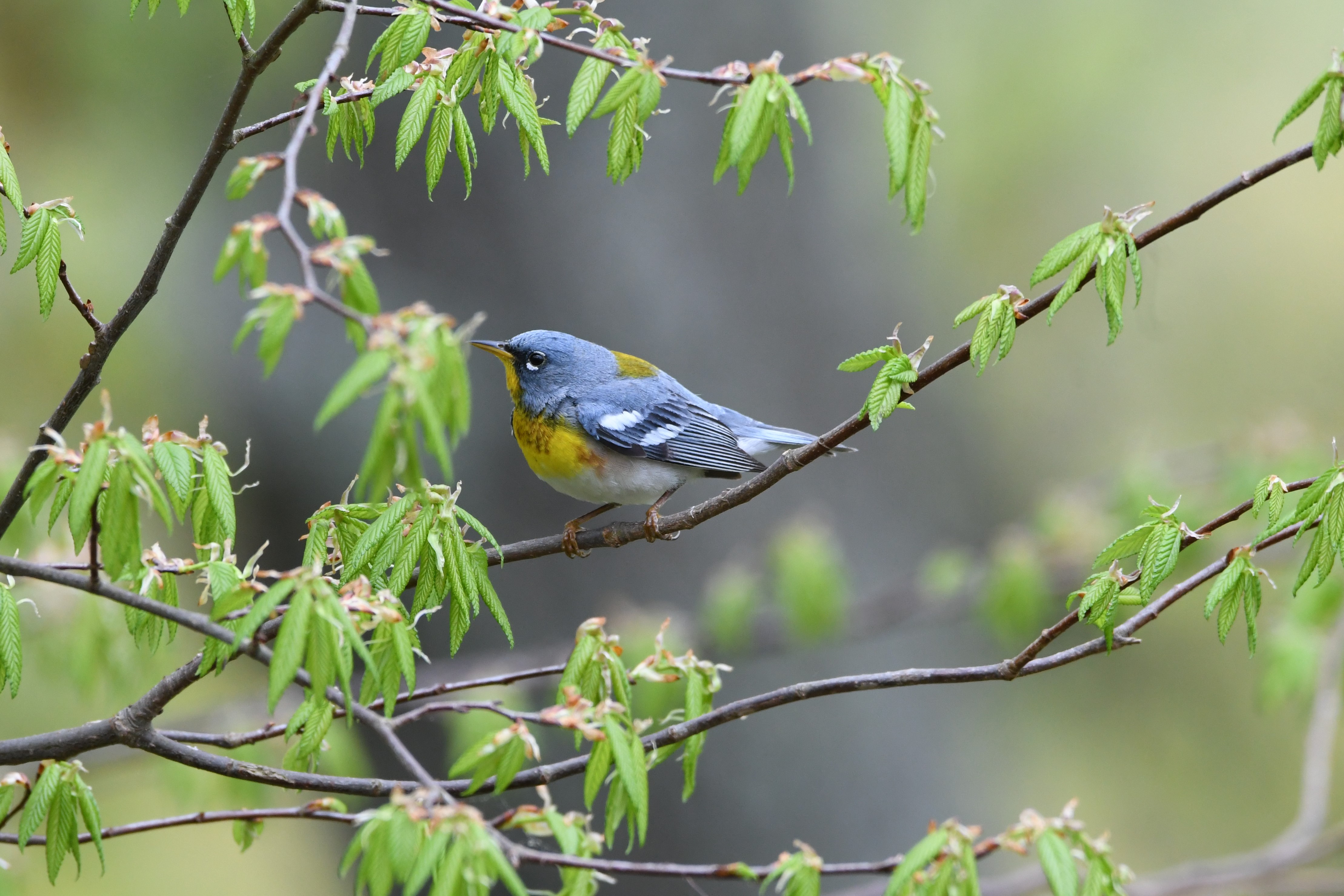 Northern Parula - Clay Bliznick